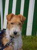 Foxterrier Drahthaar Foto: Ich finde mich eine schonheit ! (ID 23569) Foxterrier Drahthaar Hund