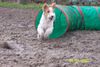 Foxterrier Drahthaar Foto: Mit viel spaß rennt Ronja durch den Tunnel (ID 36230) Foxterrier Drahthaar Hund