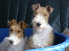 Foxterrier Drahthaar Foto: Mutter Timmie und Tochter Daisy . (ID 25929) Foxterrier Drahthaar Hund