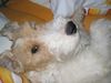 Foxterrier Drahthaar Foto: Auch im Wasserbett schläft ein Foxi hervorragend!! (ID 17527) Foxterrier Drahthaar Hund