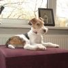 Foxterrier Drahthaar Foto: schon ist es auf diese welt zu sein (ID 23247) Foxterrier Drahthaar Hund