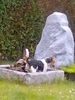 Foxterrier Drahthaar Foto: Bei der Hitze ist ein Bad genau das richtige (ID 38517) Foxterrier Drahthaar Hund