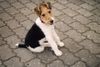 Foxterrier Drahthaar Foto: Klein... aber schon rotzfrech (ID 17980) Foxterrier Drahthaar Hund