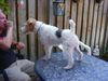Foxterrier Drahthaar Foto: wir beiden haben uns sehr gerne. (ID 34043) Foxterrier Drahthaar Hund