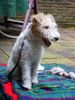 Foxterrier Drahthaar Foto: Ich darf nicht in den walt hinein ! (ID 24391) Foxterrier Drahthaar Hund