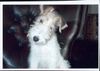Foxterrier Drahthaar Foto: Ich finde es schon so in die welt zu schauen (ID 22697) Foxterrier Drahthaar Hund