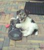 Foxterrier Drahthaar Foto: Das finde ich das schonste um hier mit zu spielen (ID 23605) Foxterrier Drahthaar Hund