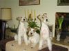 Foxterrier Drahthaar Foto: drei generationen Foxterrier (ID 22698) Foxterrier Drahthaar Hund