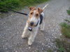 Foxterrier Drahthaar Foto: I`m Zoe von Schloß Eidendorf (ID 25401) Foxterrier Drahthaar Hund