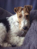 Foxterrier Drahthaar Foto: Zoe beim Louging (ID 25558) Foxterrier Drahthaar Hund