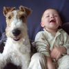 Foxterrier Drahthaar Foto: Happy hour - Zoe & Sebastian (ID 25565) Foxterrier Drahthaar Hund