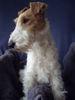 Foxterrier Drahthaar Foto: Ein echter Foxl - Zoe v. Schloß Eidendorf (ID 25564) Foxterrier Drahthaar Hund
