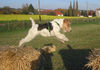 Foxterrier Drahthaar Foto: Zoe beim wegemutigen Todensprung (ID 28216) Foxterrier Drahthaar Hund