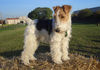 Foxterrier Drahthaar Foto: Zoe die Musterschülerin in der Hundeschule (ID 28217) Foxterrier Drahthaar Hund