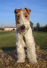 Foxterrier Drahthaar Foto: Zoe - kleiner Hund - ganz großartig!!! (ID 28218) Foxterrier Drahthaar Hund