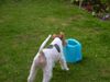 Foxterrier Drahthaar Foto: auf eine andere manier wasser trinken ! Daisy . (ID 32899) Foxterrier Drahthaar Hund