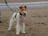 Foxterrier Drahthaar Foto: Daisy an das grobe meer (ID 45290) Foxterrier Drahthaar Hund