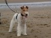 Foxterrier Drahthaar Hund