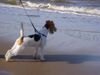 Foxterrier Drahthaar Foto: Ich bin zum erste mal am zo fiel wasser ! (ID 25848) Foxterrier Drahthaar Hund