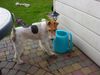 Foxterrier Drahthaar Foto: Daisy der kleine drahthaar foxterrier ! (ID 32900) Foxterrier Drahthaar Hund