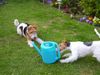 Foxterrier Drahthaar Foto: Das ist das schonste was es gibt mit wasser spielen ! (ID 32902) Foxterrier Drahthaar Hund