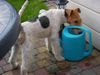 Foxterrier Drahthaar Foto: Das ist das schonste was es gibt mit wasser spielen ! (ID 32904) Foxterrier Drahthaar Hund