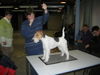 Foxterrier Drahthaar Foto: ich bin der kleine schone Daisy ! (ID 28342) Foxterrier Drahthaar Hund