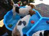 Foxterrier Drahthaar Foto: Spielen mit wasser ist sehr schon ! (ID 32811) Foxterrier Drahthaar Hund