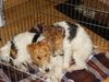 Foxterrier Drahthaar Foto: wir lieben uns sehr zusammen ! (ID 24394) Foxterrier Drahthaar Hund