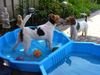 Foxterrier Drahthaar Foto: Das ist sehr schon zusammen spielen mit wasser (ID 25009) Foxterrier Drahthaar Hund
