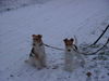 Foxterrier Drahthaar Foto: Mutter und Tochter im schnee ! (ID 27730) Foxterrier Drahthaar Hund