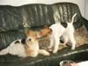 Foxterrier Drahthaar Foto: Wir lieben uns sehr als Mutter und Tochter ! (ID 29416) Foxterrier Drahthaar Hund