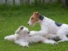 Foxterrier Drahthaar Foto: Mutter und Tochter zusammen plaudern ! (ID 32906) Foxterrier Drahthaar Hund