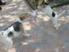 Foxterrier Drahthaar Foto: wir lieben es zusammen spielen ! (ID 26314) Foxterrier Drahthaar Hund