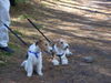 Foxterrier Drahthaar Foto: Mutter Timmie und Tochter Daisy . (ID 25431) Foxterrier Drahthaar Hund