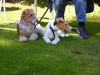 Foxterrier Drahthaar Foto: Mutter und Tochter (ID 25321) Foxterrier Drahthaar Hund