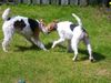 Foxterrier Drahthaar Foto: Mutter und Tochter zusammen spielen (ID 32471) Foxterrier Drahthaar Hund