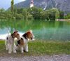 Foxterrier Drahthaar Foto: Die schone Nassereithersee ! (ID 33297) Foxterrier Drahthaar Hund