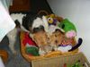 Foxterrier Drahthaar Foto: wir lieben das zusammen spielen (ID 23265) Foxterrier Drahthaar Hund