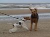 Foxterrier Drahthaar Hund