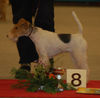 Foxterrier Drahthaar Foto: Ich bin der Champion (ID 35061) Foxterrier Drahthaar Hund