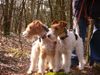 Foxterrier Drahthaar Foto: Eine schone waldspaziergang als Mutter und Tochter (ID 30051) Foxterrier Drahthaar Hund