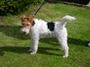 Foxterrier Drahthaar Foto: es ist schon hier in den garten zu sein (ID 23763) Foxterrier Drahthaar Hund