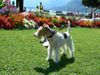 Foxterrier Drahthaar Foto: Daisy fur den schonen bloemen (ID 39219) Foxterrier Drahthaar Hund