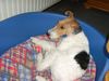 Foxterrier Drahthaar Foto: Daisy liegt hier sehr gerne ! (ID 32161) Foxterrier Drahthaar Hund