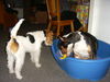 Foxterrier Drahthaar Foto: schauen was er tut das kan ich sehr gut . Daisy ! (ID 29002) Foxterrier Drahthaar Hund