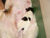 Foxterrier Drahthaar Foto: ich liebe meine mutter sehr und liebe sie (ID 23176) Foxterrier Drahthaar Hund