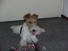 Foxterrier Drahthaar Foto: ich spiele sehr gerne ! DAISY. (ID 31317) Foxterrier Drahthaar Hund