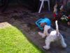Foxterrier Drahthaar Foto: Spielen, Spielen ! (ID 34050) Foxterrier Drahthaar Hund