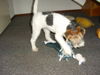 Foxterrier Drahthaar Foto: ich spiele sehr gerne ! DAISY. (ID 26223) Foxterrier Drahthaar Hund